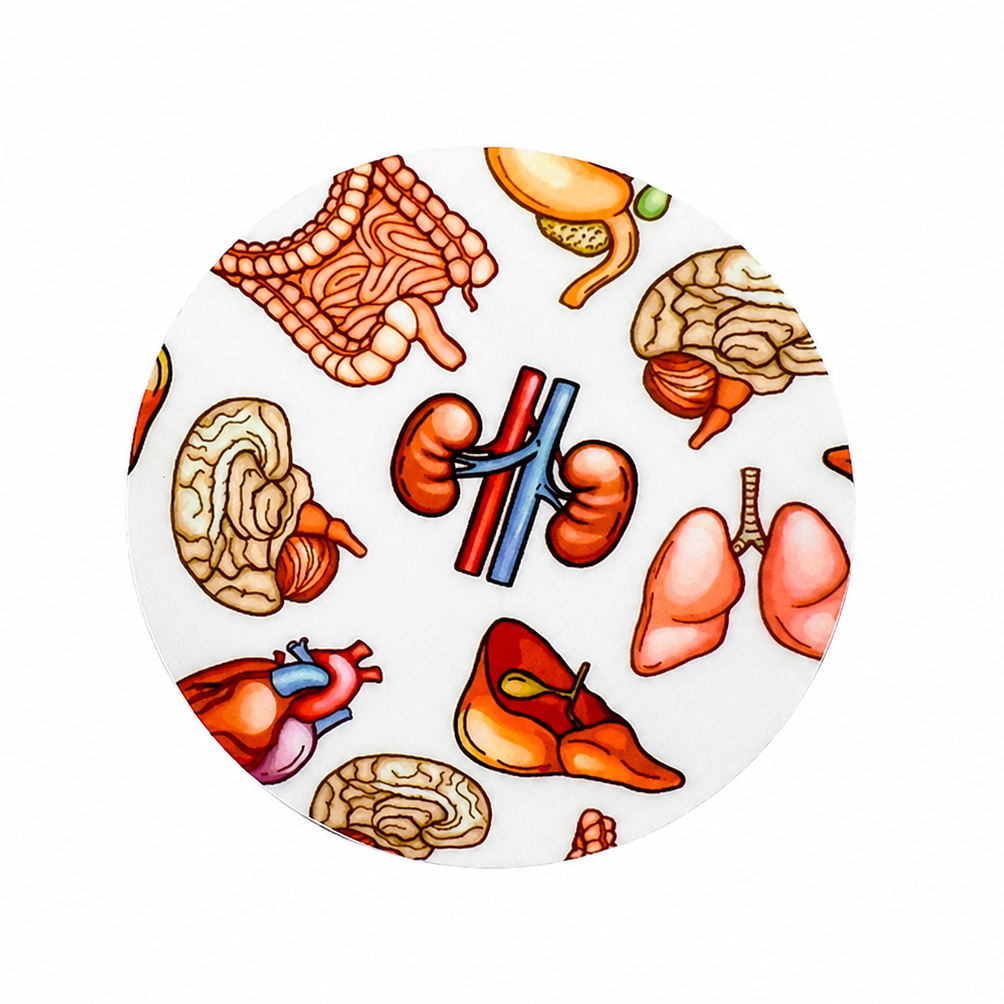 Anatomy Organs hard board add-on featuring detailed illustrations of the heart, brain, lungs, kidneys, liver, and other human organs, compatible with interchangeable badge reel bases.