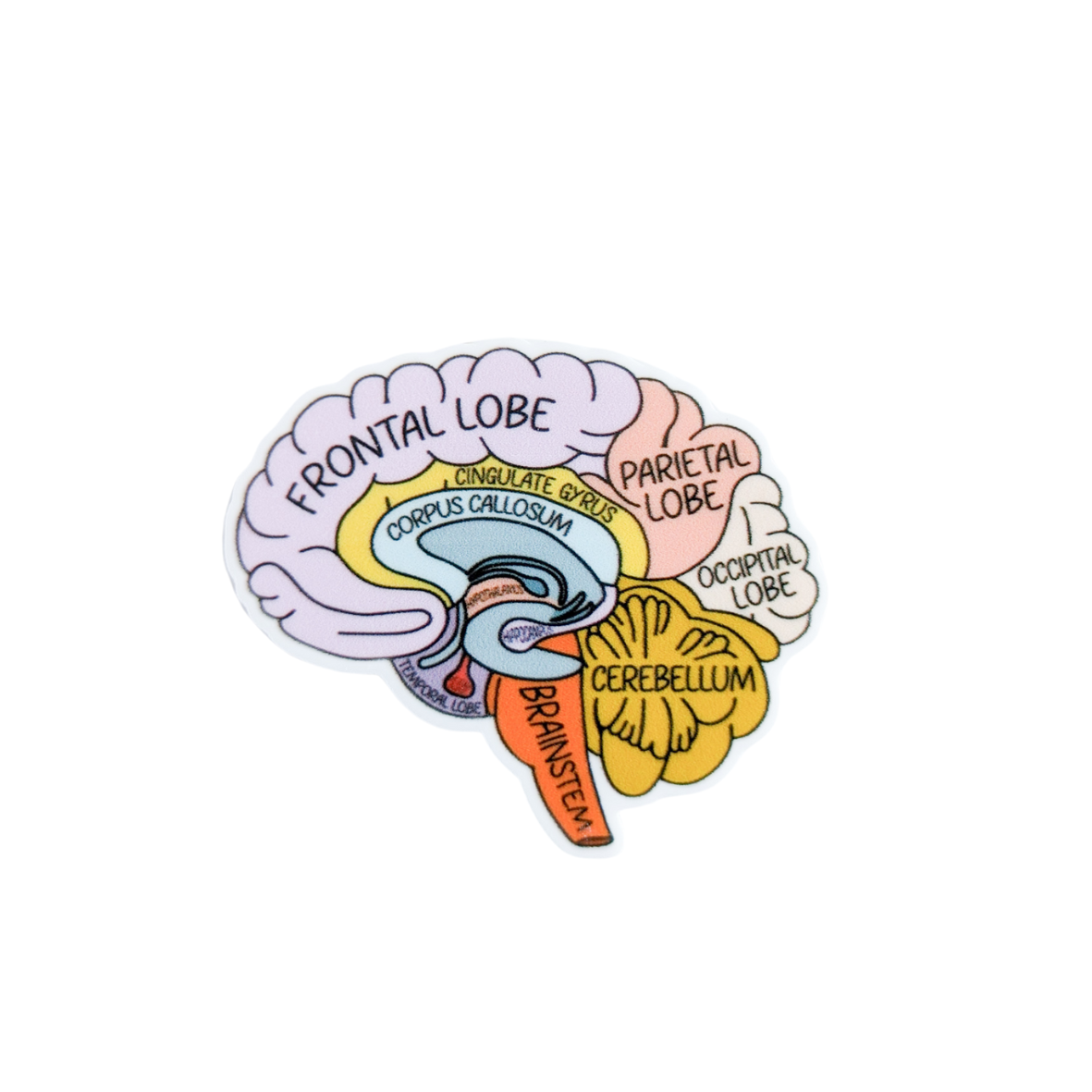 Brain Anatomy / Neuro / PLASTIC Add on / 8C26