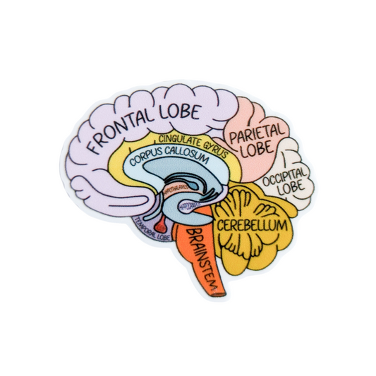 Brain anatomy plastic add-on featuring labeled frontal lobe, parietal lobe, occipital lobe, cerebellum, corpus callosum, and brainstem, compatible with interchangeable badge reel bases